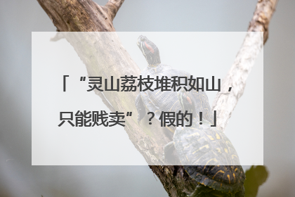 “灵山荔枝堆积如山，只能贱卖”？假的！