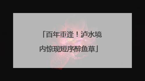 百年重逢！泸水境内惊现短序醉鱼草