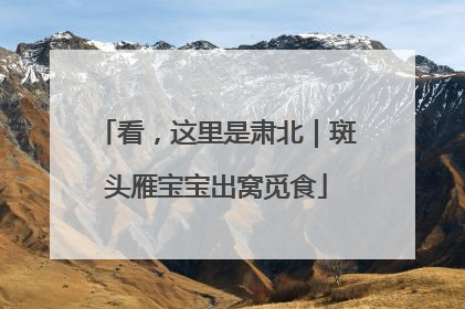 看，这里是肃北｜斑头雁宝宝出窝觅食