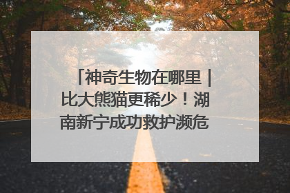 神奇生物在哪里｜比大熊猫更稀少！湖南新宁成功救护濒危鸟类海南鳽
