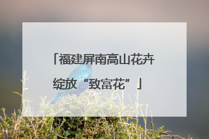 福建屏南高山花卉绽放“致富花”