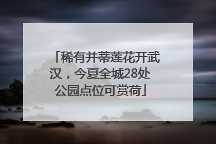 稀有并蒂莲花开武汉,今夏全城28处公园点位可赏荷