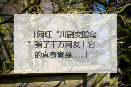 网红“川剧变脸鸟”骗了千万网友！它的真身竟是……