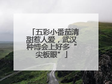 五彩小番茄清甜惹人爱，武汉种博会上好多“尖板眼”
