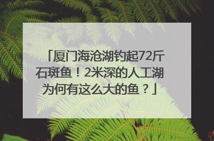 厦门海沧湖钓起72斤石斑鱼！2米深的人工湖为何有这么大的鱼？