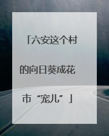 六安这个村的向日葵成花市“宠儿”