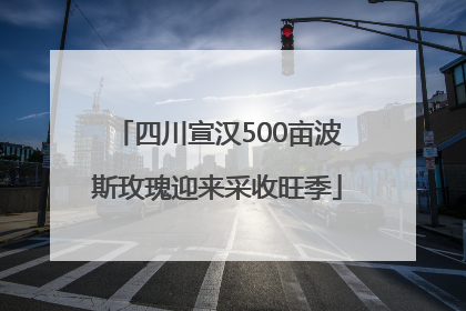 四川宣汉500亩波斯玫瑰迎来采收旺季