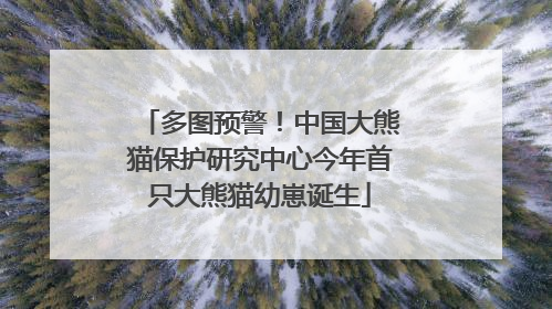 多图预警！中国大熊猫保护研究中心今年首只大熊猫幼崽诞生