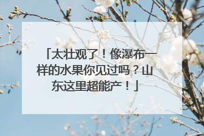 太壮观了！像瀑布一样的水果你见过吗？山东这里超能产！