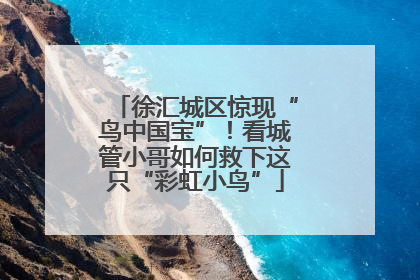徐汇城区惊现“鸟中国宝”！看城管小哥如何救下这只“彩虹小鸟”