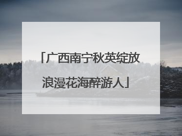 广西南宁秋英绽放 浪漫花海醉游人