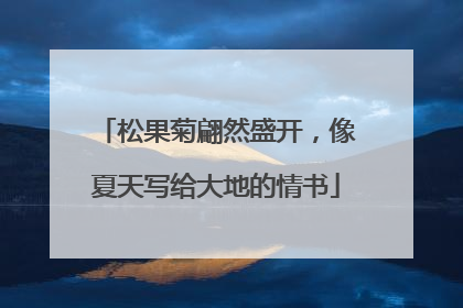松果菊翩然盛开，像夏天写给大地的情书