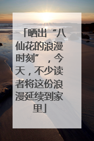 晒出“八仙花的浪漫时刻”，今天，不少读者将这份浪漫延续到家里