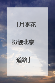 月季花扮靓北京道路