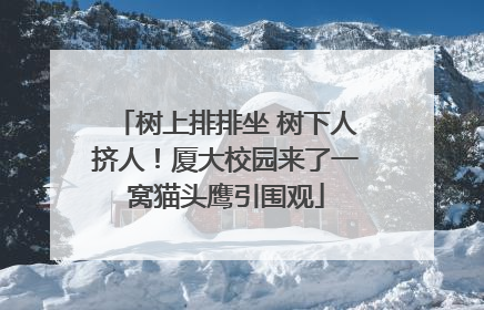 树上排排坐 树下人挤人！厦大校园来了一窝猫头鹰引围观