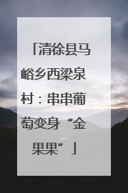清徐县马峪乡西梁泉村：串串葡萄变身“金果果”