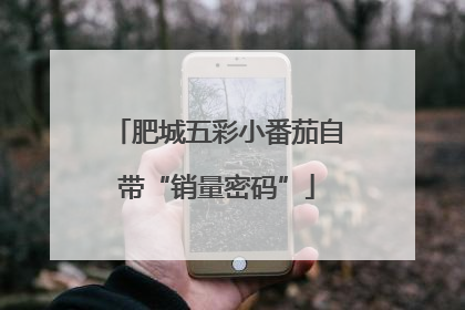 肥城五彩小番茄自带“销量密码”